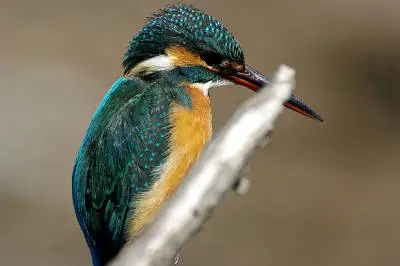 Tokina AT-X SD 300mmで撮影した野鳥・カワセミの写真画像