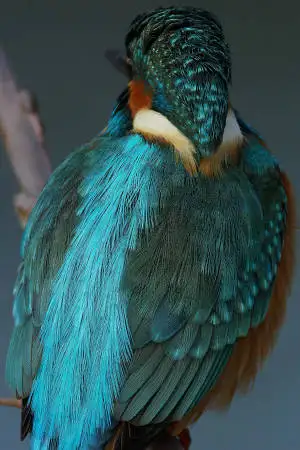 AFボーグ BORG90FLで撮影した野鳥・カワセミの写真画像