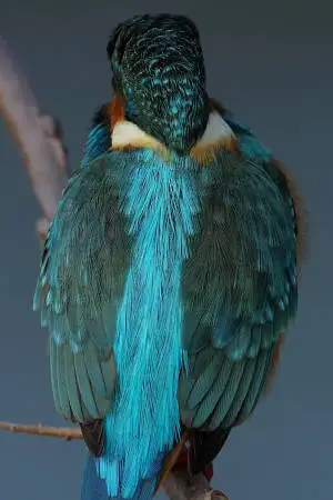 AFボーグ BORG90FLで撮影した野鳥・カワセミの写真画像