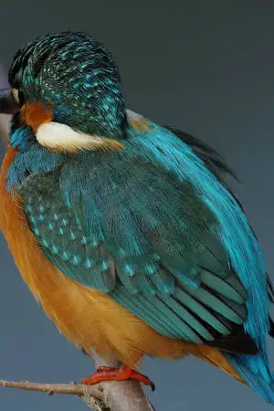 AFボーグ BORG90FLで撮影した野鳥・カワセミの写真画像