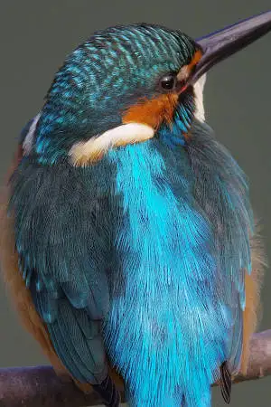 AFボーグ BORG90FLで撮影した野鳥・カワセミの写真画像