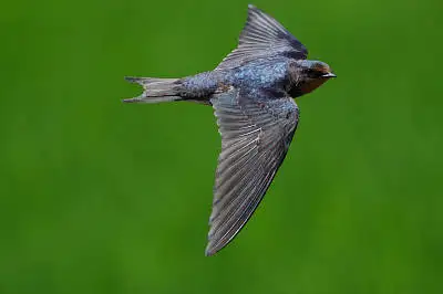 BORG50FLで撮影した野鳥・ツバメPENTAX K-5の写真画像