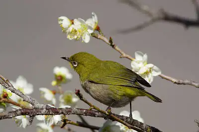 AFボーグ BORG71FLで撮影した野鳥・メジロPENTAX K-5の写真画像