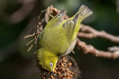 BORG89EDで撮影した野鳥・メジロの写真画像