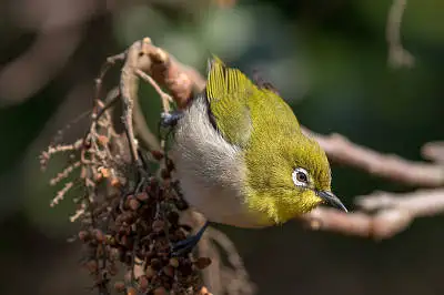 BORG89EDで撮影した野鳥・メジロの写真画像