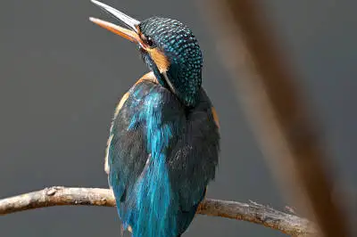 BORG71FLで撮影した野鳥・カワセミの写真画像