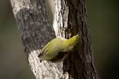 で撮影した野鳥・メジロの写真画像