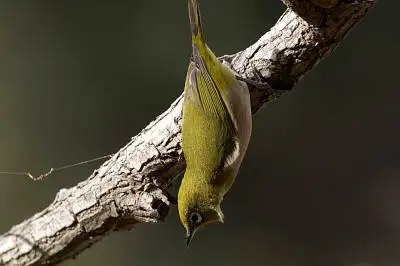 AFボーグ60EDで撮影した野鳥・メジロの写真画像