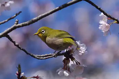 BORG45EDⅡで撮影した野鳥・メジロの写真画像