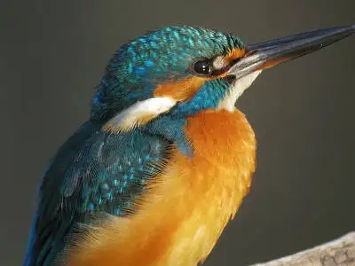 野鳥・カワセミ PENTAX Q10の写真画像