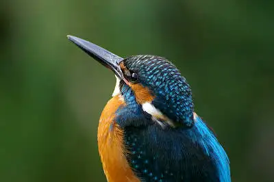 BORG101EDで撮影した野鳥・カワセミの写真画像
