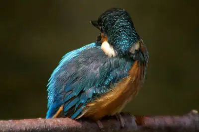 ビクセン スコープで撮影した野鳥・カワセミの写真画像