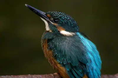 ビクセン スコープで撮影した野鳥・カワセミの写真画像
