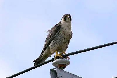 ビクセン スコープで撮影した野鳥・ハヤブサの写真画像