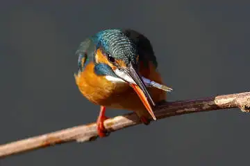 BORG101EDで撮影した野鳥・カワセミの写真画像