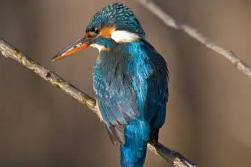 BORG101EDで撮影した野鳥・カワセミの写真画像