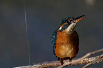 BORG101EDで撮影した野鳥・カワセミの写真画像