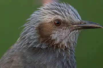 BORG125SDで撮影した野鳥・ヒヨドリの写真画像