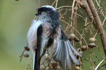 BORG125SDで撮影した野鳥・エナガの写真画像
