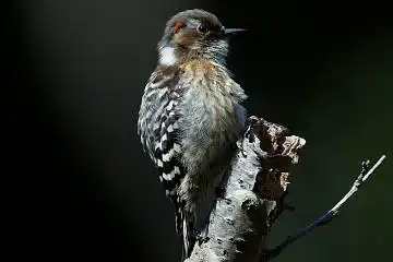 BORG125SDで撮影した野鳥・コゲラの写真画像