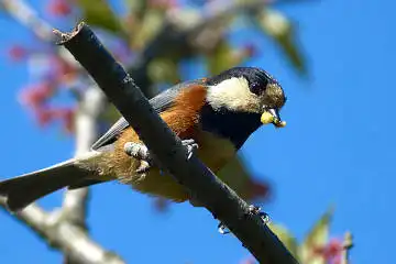 BORG125SDで撮影した野鳥・ヤマガラの写真画像