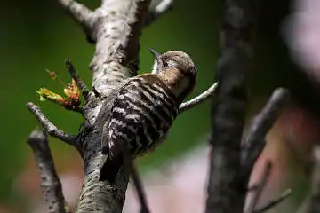 BORG125SDで撮影した野鳥・コゲラの写真画像