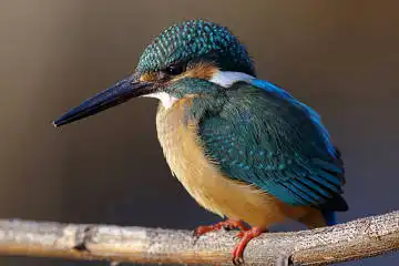 BORG125SDで撮影した野鳥・カワセミの写真画像