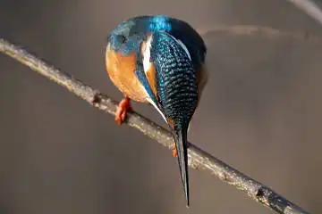 BORG125SDで撮影した野鳥・カワセミの写真画像