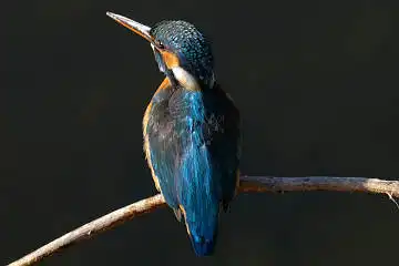 BORG45EDⅡで撮影した野鳥・カワセミの写真画像