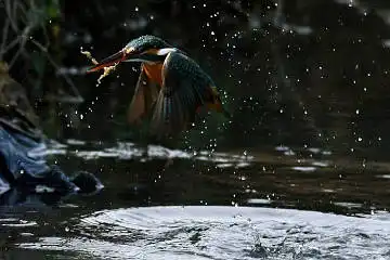 BORG45EDⅡで撮影した野鳥・カワセミの写真画像