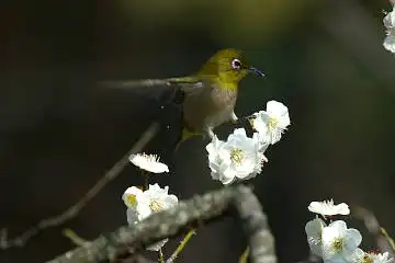 BORG45EDⅡで撮影した野鳥・メジロの写真画像
