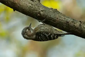 BORG45EDⅡで撮影した野鳥・コゲラの写真画像