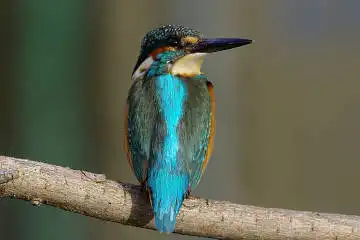 BORG45EDⅡで撮影した野鳥・カワセミの写真画像