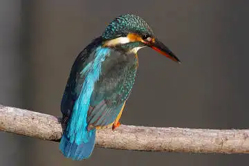 BORG45EDⅡで撮影した野鳥・カワセミの写真画像