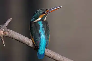 BORG45EDⅡで撮影した野鳥・カワセミの写真画像