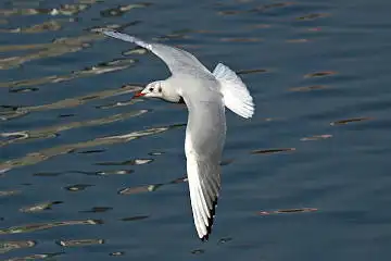 BORG50FLで撮影した野鳥・カモメの写真画像
