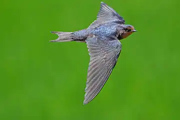 BORG50FLで撮影した野鳥・ツバメの写真画像