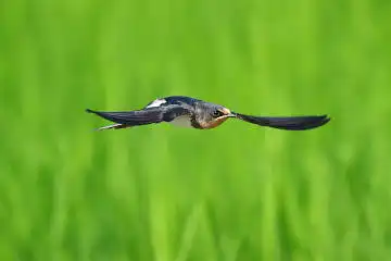 BORG50FLで撮影した野鳥・ツバメの写真画像