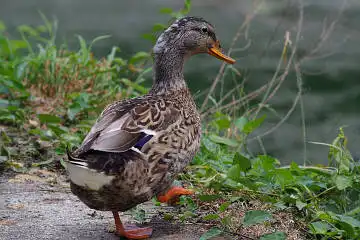 BORG50FLで撮影した野鳥・カモの写真画像
