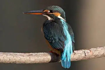 BORG50FLで撮影した野鳥・カワセミの写真画像