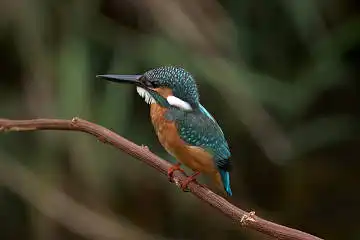 BORG50FLで撮影した野鳥・カワセミの写真画像