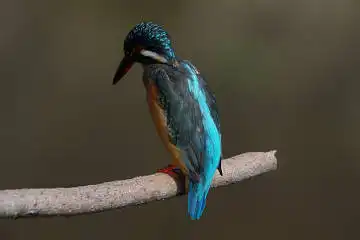 BORG50FLで撮影した野鳥・カワセミの写真画像