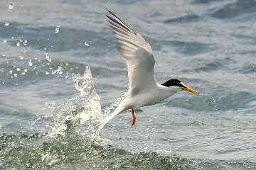 BORG50FLで撮影した野鳥・コアジサシの写真画像