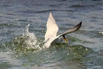 BORG50FLで撮影した野鳥・コアジサシの写真画像