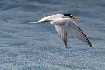 BORG50FLで撮影した野鳥・コアジサシの写真画像