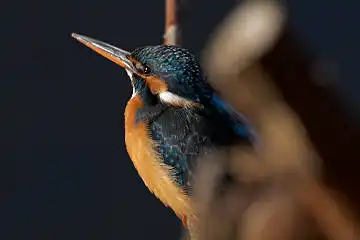 BORG60EDで撮影した野鳥・カワセミの写真画像