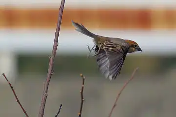 BORG60EDで撮影した野鳥・モズの写真画像