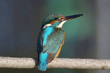 BORG60EDで撮影した野鳥・カワセミの写真画像