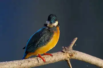 BORG60EDで撮影した野鳥・カワセミの写真画像