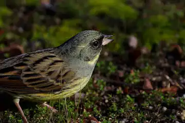 BORG60EDで撮影した野鳥・カワセミの写真画像